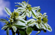 Load image into Gallery viewer, Alpine Snow Ivy
