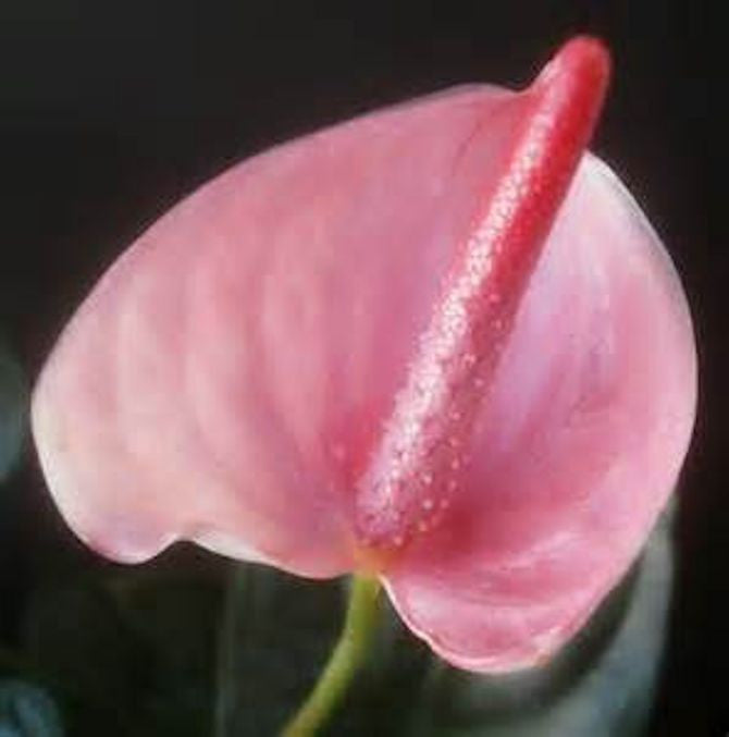Mixed Anthurium seeds Pinks and Reds