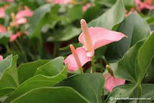 Load image into Gallery viewer, Mixed Anthurium seeds Pinks and Reds
