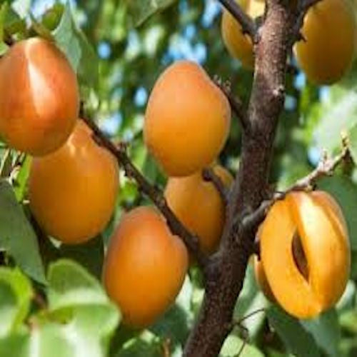 California Apricot seeds