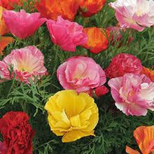 Load image into Gallery viewer, California Poppy seeds -Ballerina Mix
