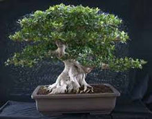 Load image into Gallery viewer, Banyan Bonsai seeds-sale
