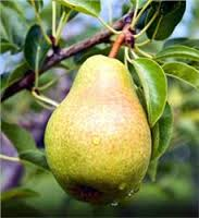 Load image into Gallery viewer, Bartlett Pear Tree seeds-5
