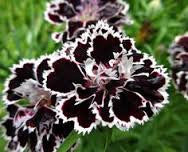 Load image into Gallery viewer, Carnation- Black white tipped seeds - Approx15
