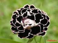 Load image into Gallery viewer, Carnation- Black white tipped seeds - Approx15
