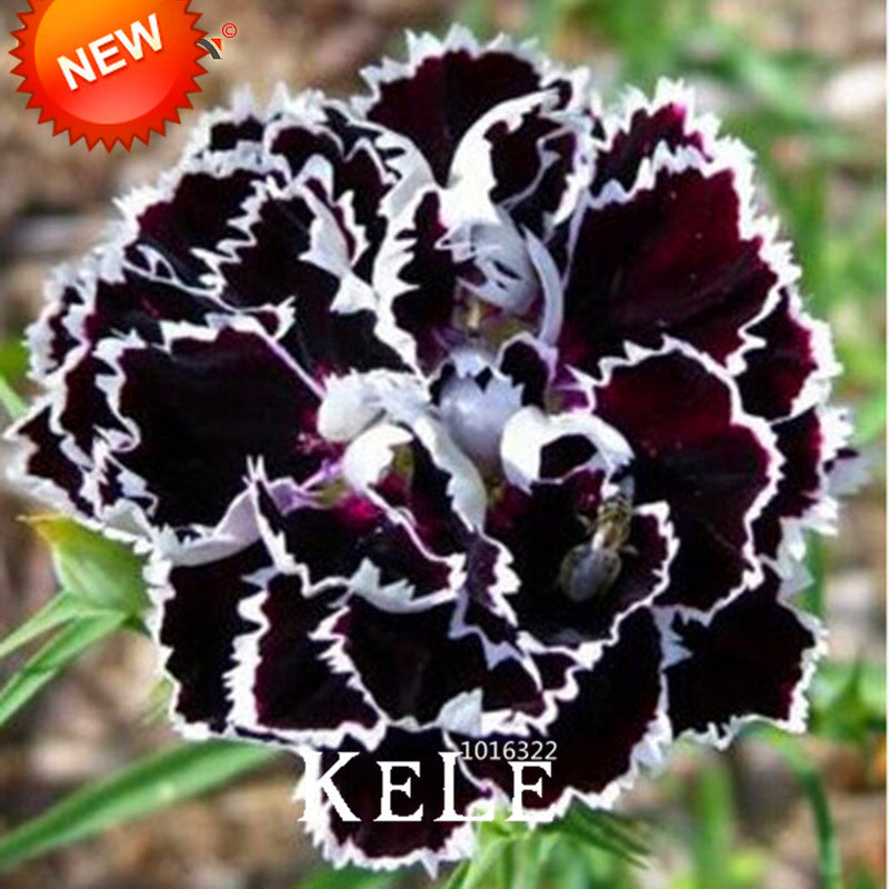 Carnation- Black white tipped seeds - Approx15