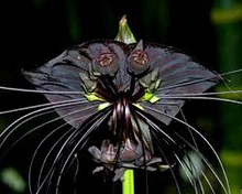Load image into Gallery viewer, Black Bat Orchid seeds
