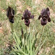 Load image into Gallery viewer, Black Iris seeds-sale
