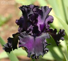 Iris Black bearded Iris seeds