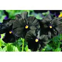 Load image into Gallery viewer, Black Pansy seeds

