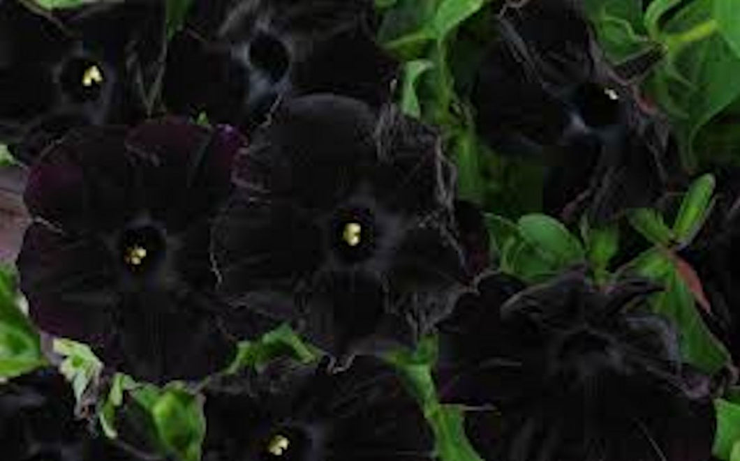 Black Petunia seeds