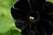 Load image into Gallery viewer, Black Petunia seeds
