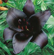 Load image into Gallery viewer, Lily seeds- Black-sale
