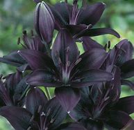 Load image into Gallery viewer, Lily seeds- Black
