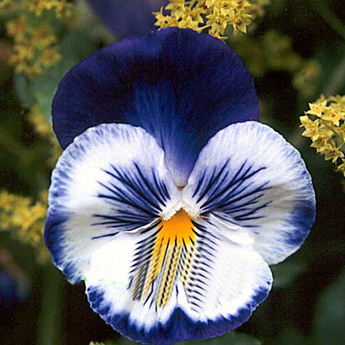 Blue/White Hardy Pansy