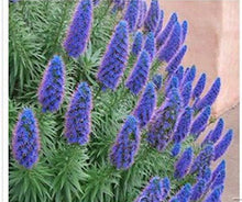 Load image into Gallery viewer, Blue Echium seeds
