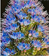 Load image into Gallery viewer, Blue Echium seeds
