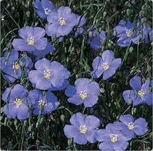 Load image into Gallery viewer, BLUE FLAX seeds
