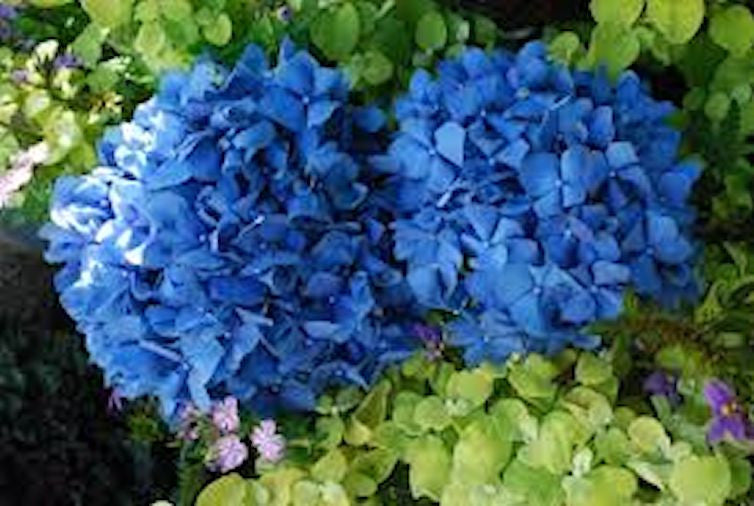 Beautiful Blue Hydrangea seeds- approx 5