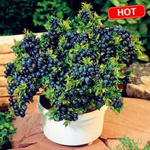 Load image into Gallery viewer, Blueberry seeds-sale
