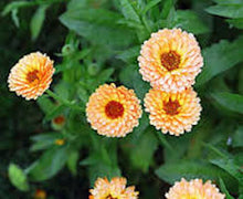 Load image into Gallery viewer, Calendula &quot;Pink Surprise&quot; seeds
