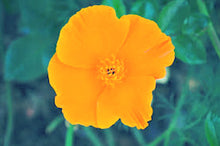 Load image into Gallery viewer, 100 ORANGE CALIFORNIA POPPY seeds
