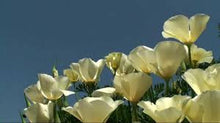 Load image into Gallery viewer, Califonia Poppy &quot;White Linen&quot; Approx 100 seeds
