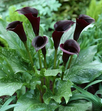 Load image into Gallery viewer, Black Calla Lily seeds- Approx 20

