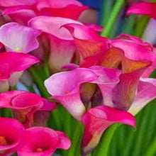 Load image into Gallery viewer, Calla Lily seeds= Bright Pink
