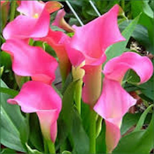 Bright Pink Calla Lily seeds Approx.50