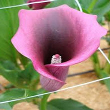 Load image into Gallery viewer, Calla Lily seeds -Purple
