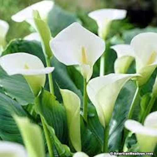 Calla Lily seeds- White