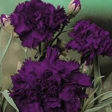 Load image into Gallery viewer, King of Black Carnation seeds
