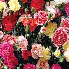 Load image into Gallery viewer, Carnation- Chabaud Mix-Approx 100 seeds-sale
