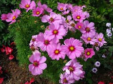 Load image into Gallery viewer, Dwarf Rose Cosmos seeds
