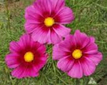 Load image into Gallery viewer, Dwarf Rose Cosmos seeds
