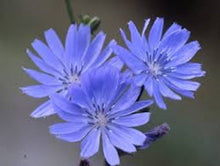 Load image into Gallery viewer, Chicory seeds
