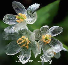 Load image into Gallery viewer, RARE &quot; CLEAR&quot; flowering plant Approx 10 seeds
