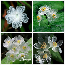 Load image into Gallery viewer, RARE &quot; CLEAR&quot; flowering plant Approx 10 seeds
