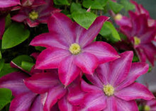 Load image into Gallery viewer, 50 Climbing Clematis seeds - Hot Pink
