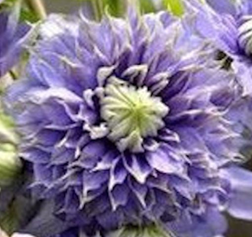 50 Climbing Clematis seeds - Purple