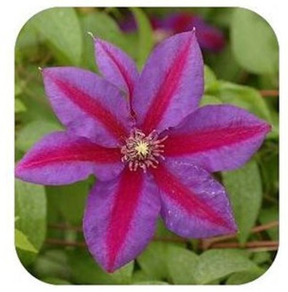 50 Pink and Purple Clematis seeds