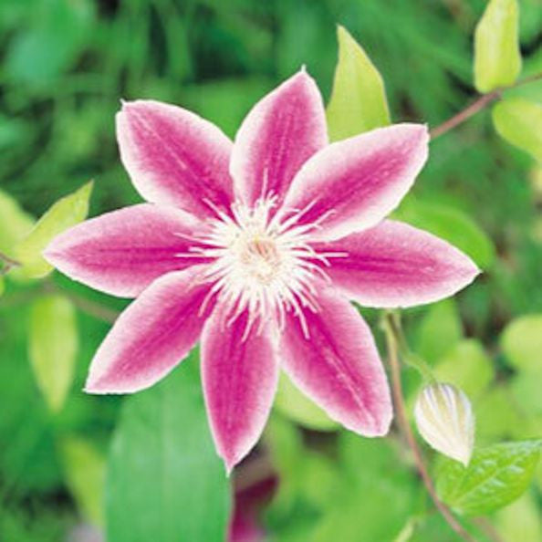 Clematis WHite and Pink seeds