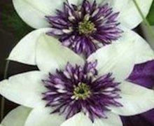 Load image into Gallery viewer, 50 Climbing Clematis seeds - White and Purple
