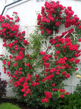 Load image into Gallery viewer, Blaze red climbing rose seeds -Approx 10
