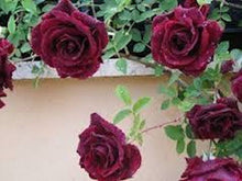 Load image into Gallery viewer, Blaze red climbing rose seeds -Approx 10
