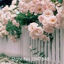 Load image into Gallery viewer, Climbing Rose seeds &quot;BLUSH&quot; Approx 12
