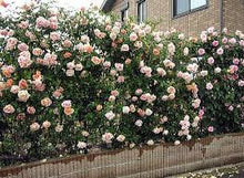 Load image into Gallery viewer, Climbing Rose seeds &quot;BLUSH&quot; Approx 12
