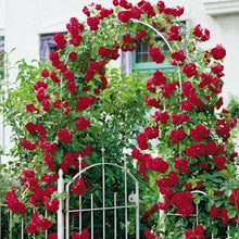 Load image into Gallery viewer, Climbing Rose &quot;BLAZE RED&quot; -seeds
