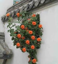Load image into Gallery viewer, Climbing Rose Orange seeds
